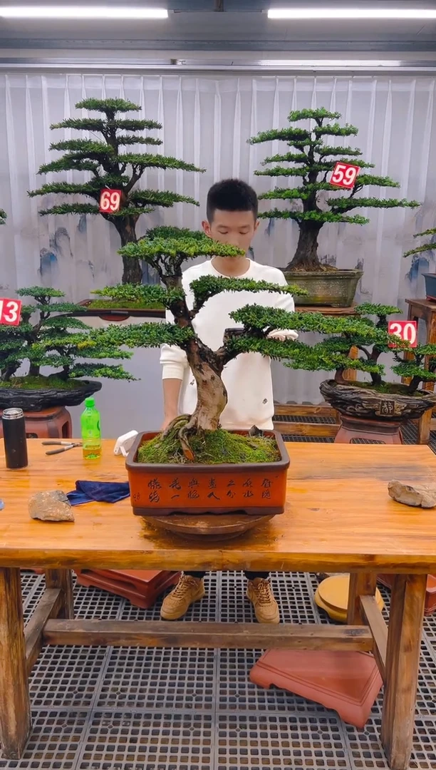 【闪购商品】紫砂精品盆景直播间一物一拍