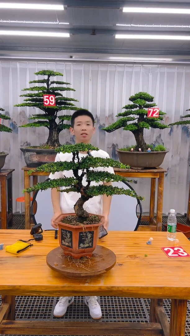 【闪购商品】紫砂精品盆景直播间一物一拍