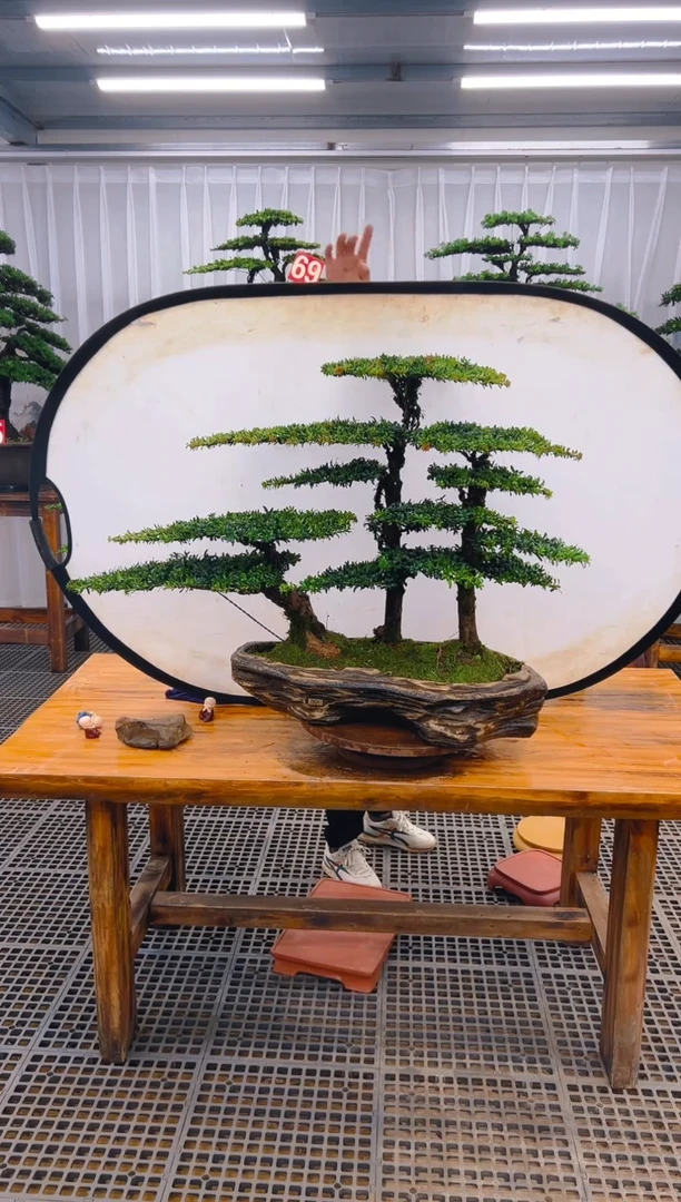 【闪购商品】紫砂精品盆景直播间一物一拍