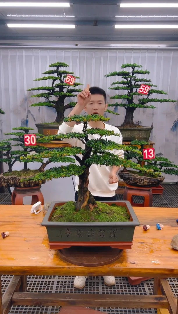 【闪购商品】紫砂精品盆景直播间一物一拍