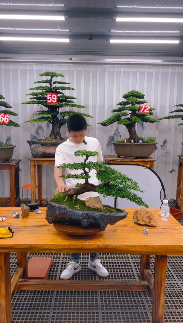 【闪购商品】紫砂精品盆景直播间一物一拍
