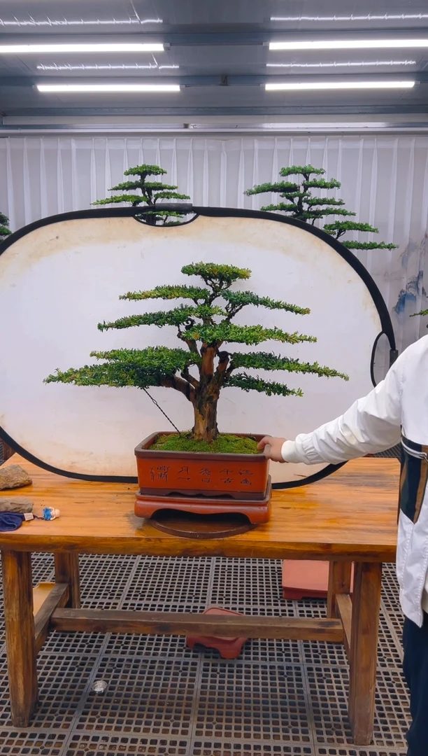 【闪购商品】紫砂精品盆景直播间一物一拍