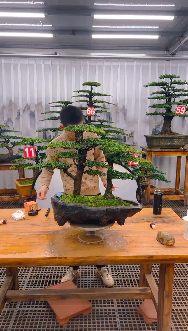 【闪购商品】紫砂精品盆景直播间一物一拍