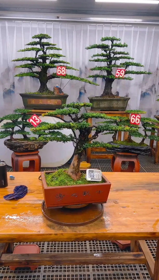 【闪购商品】紫砂精品盆景直播间一物一拍