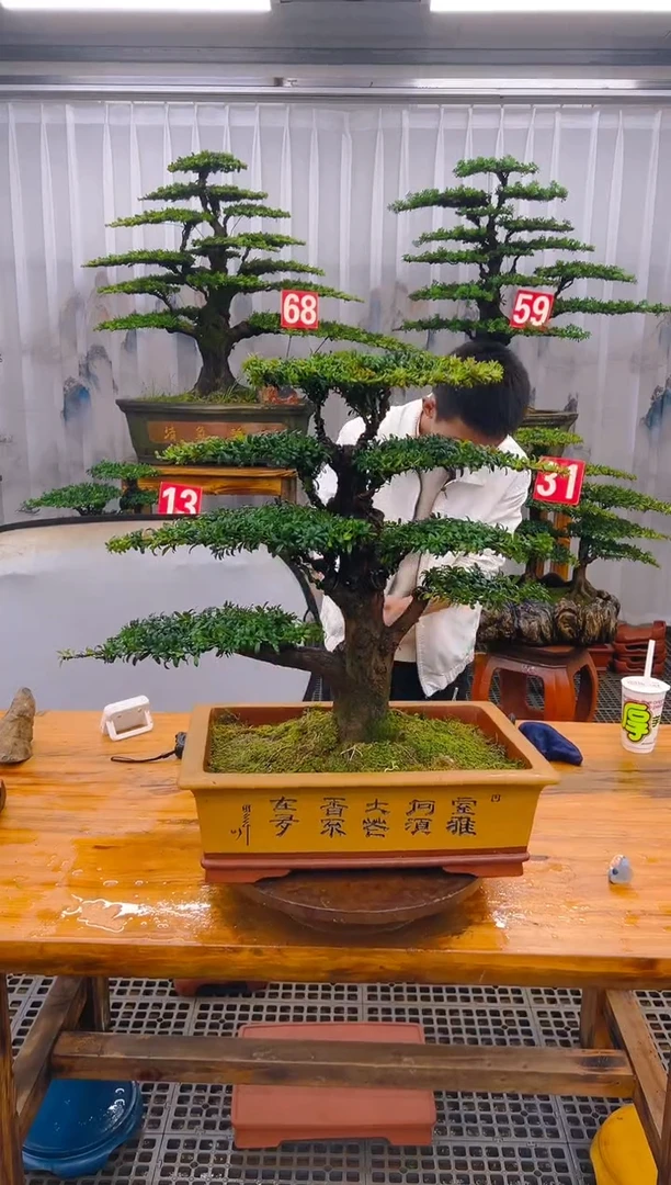 【闪购商品】紫砂精品盆景直播间一物一拍