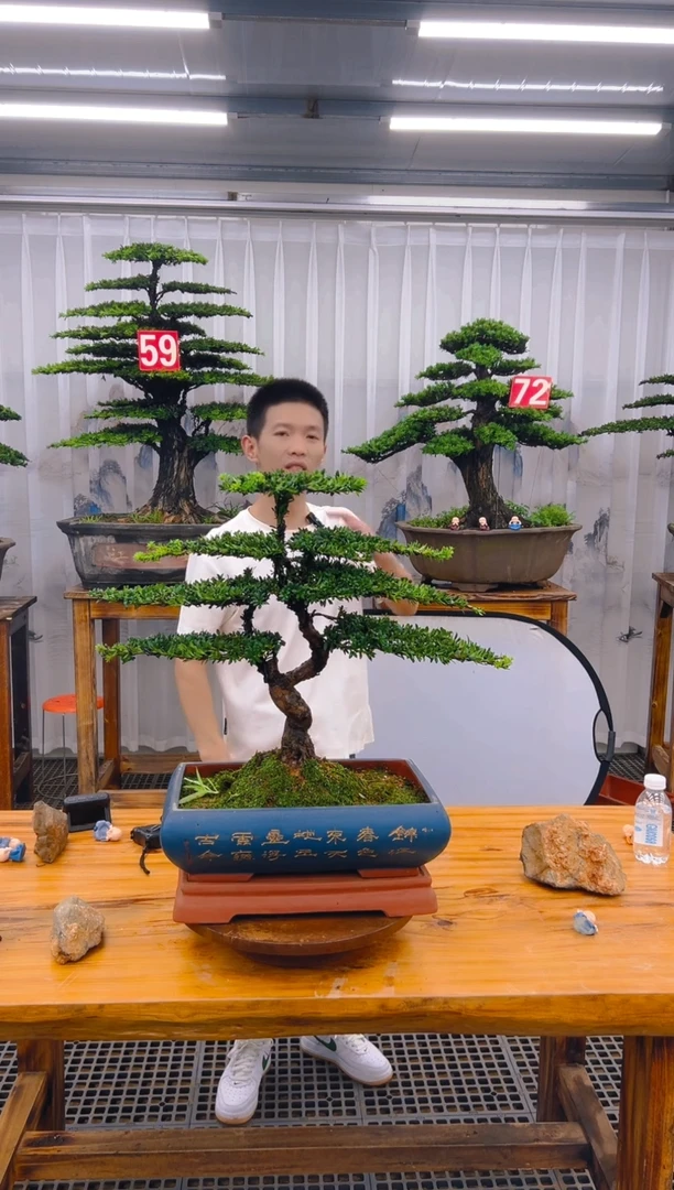 【闪购商品】紫砂精品盆景直播间一物一拍