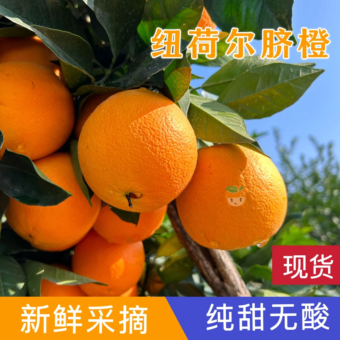橙子湖北宜昌三峡纽荷尔脐橙当季新鲜水果现摘