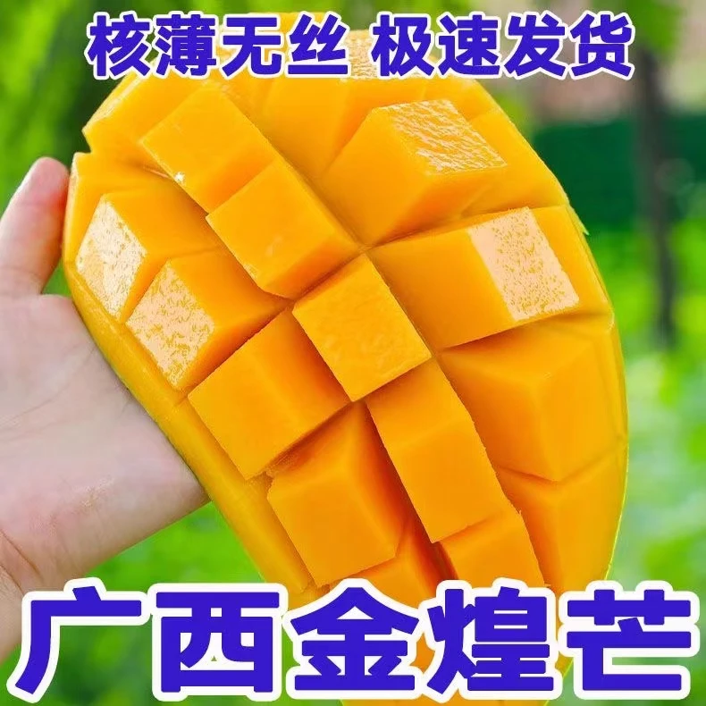 【放软食用】广西百色甜心金煌芒现摘