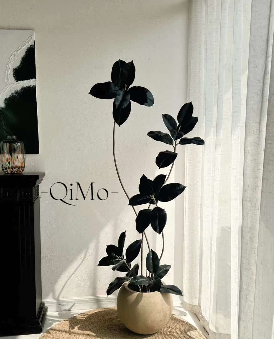 黑金刚橡皮树精品绿植每棵绿植长相不同图片仅供参考