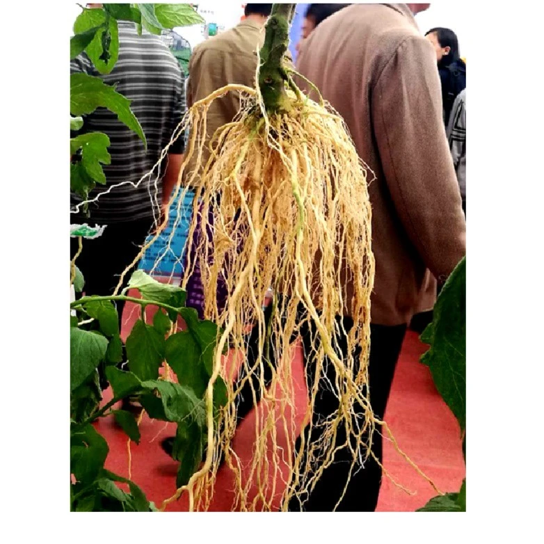 乾德乾德番砧、登记品种、杂交番茄嫁接专用砧木种子 ，植株根系好