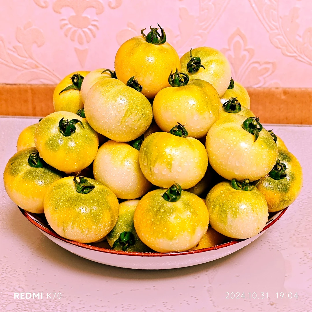 金俊莓白番茄 春秋茬中小果特色草莓番茄种子