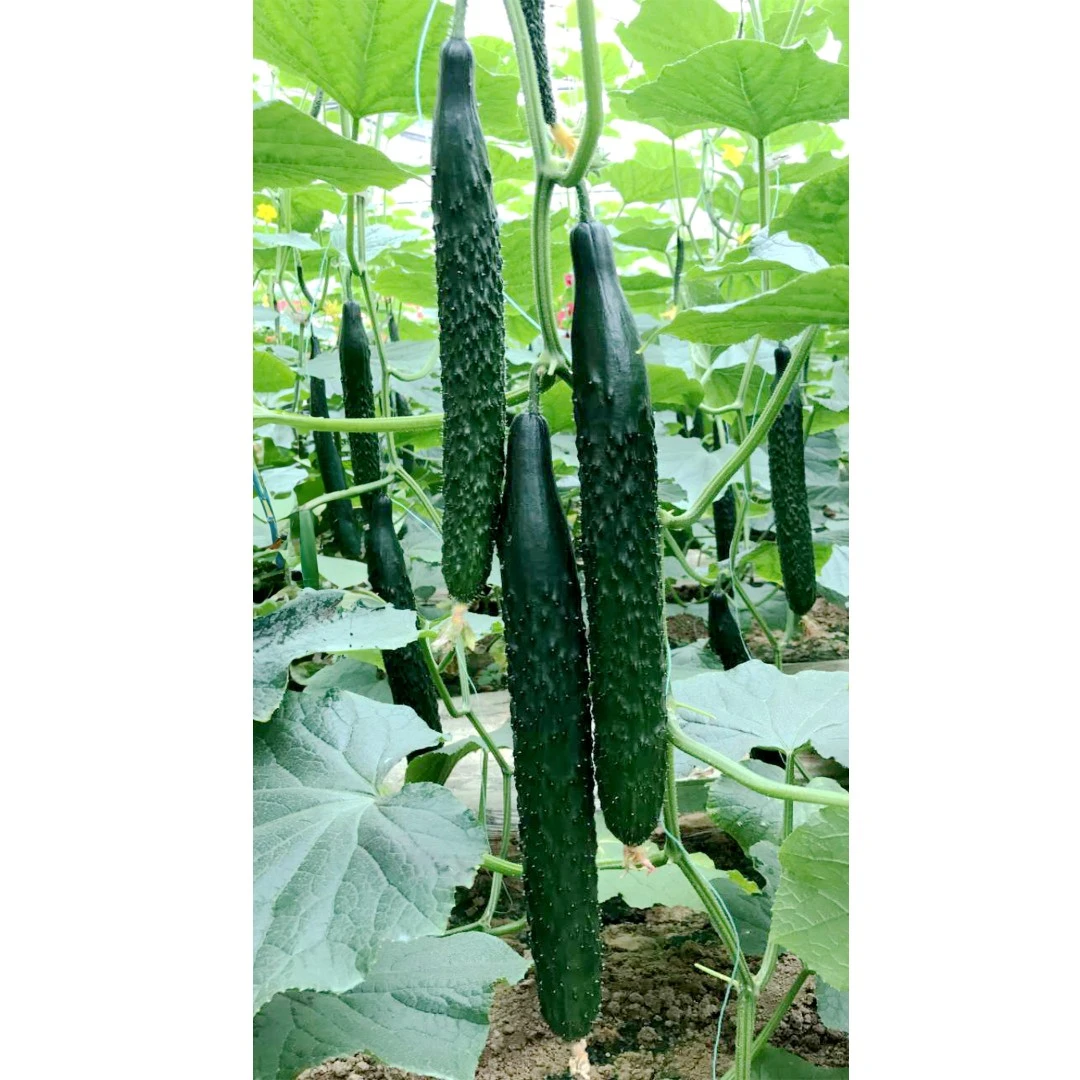 乾德777华北型黄瓜种子  春秋茬 瓜条深绿油亮 长势强蔬菜种子