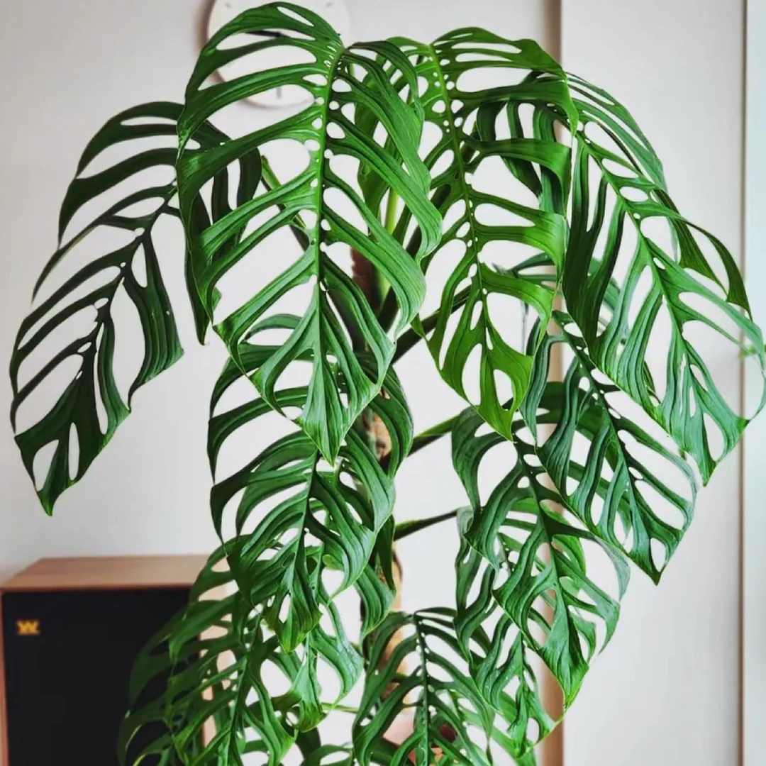 ME巨洞龟背竹洞洞龟背竹 天南星科室内客厅绿植ins风阳台大叶盆栽
