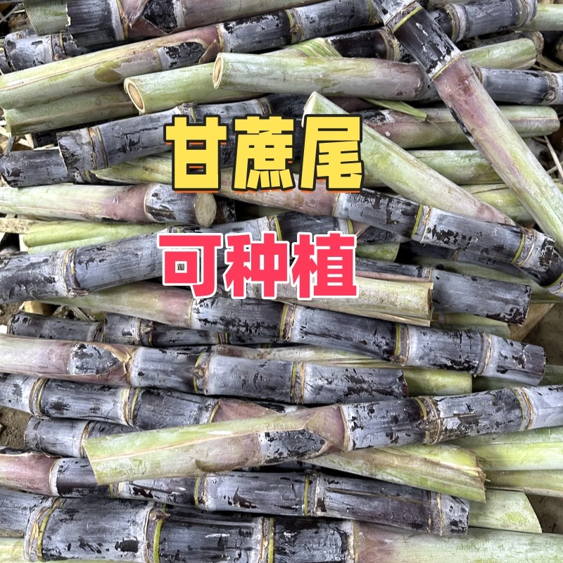 【甘蔗尾】广西黑皮甘蔗尾可用于种植盆栽地栽南北可种