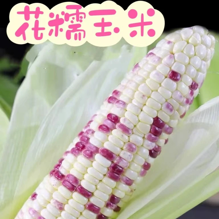 【老品种】广西花糯玉米新鲜现摘软糯香甜玉米棒苞谷