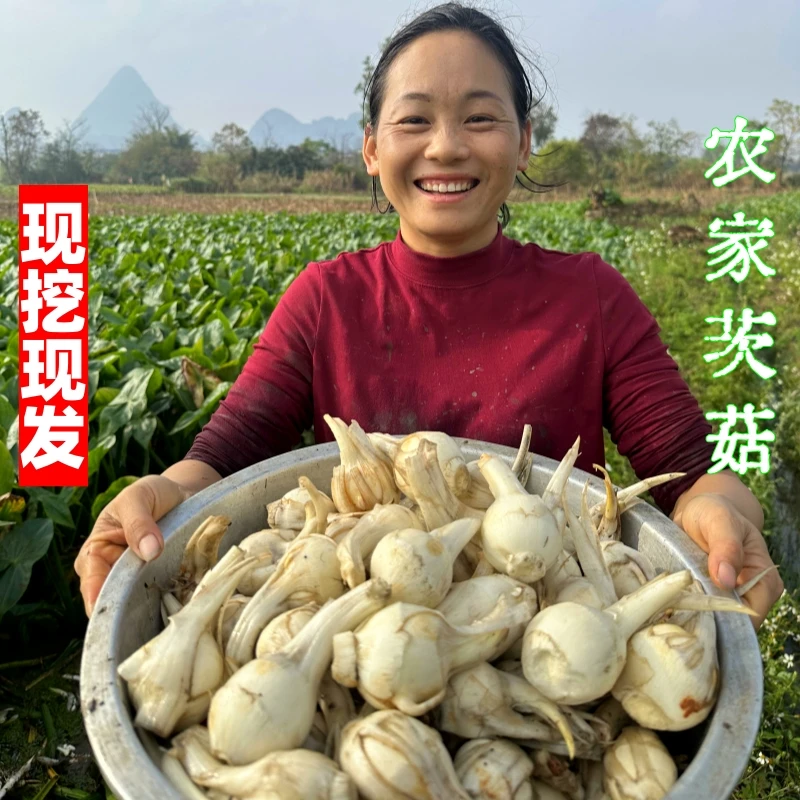 广西白茨菇新鲜现挖水鸡蛋粉糯甘甜美味