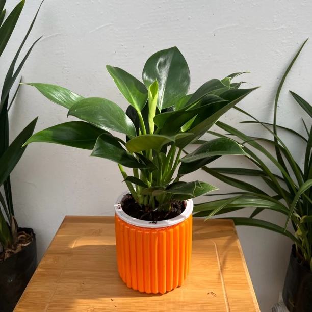 新疆包邮！金钻带盆颜色随机