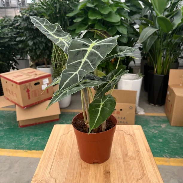 新疆包邮！大仙女，颜值高！