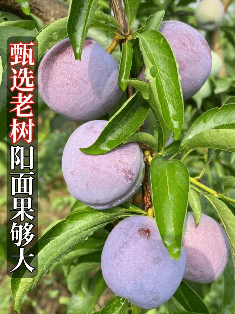 A.四川脆红李子5斤凤凰李五月脆新鲜水果整箱包邮