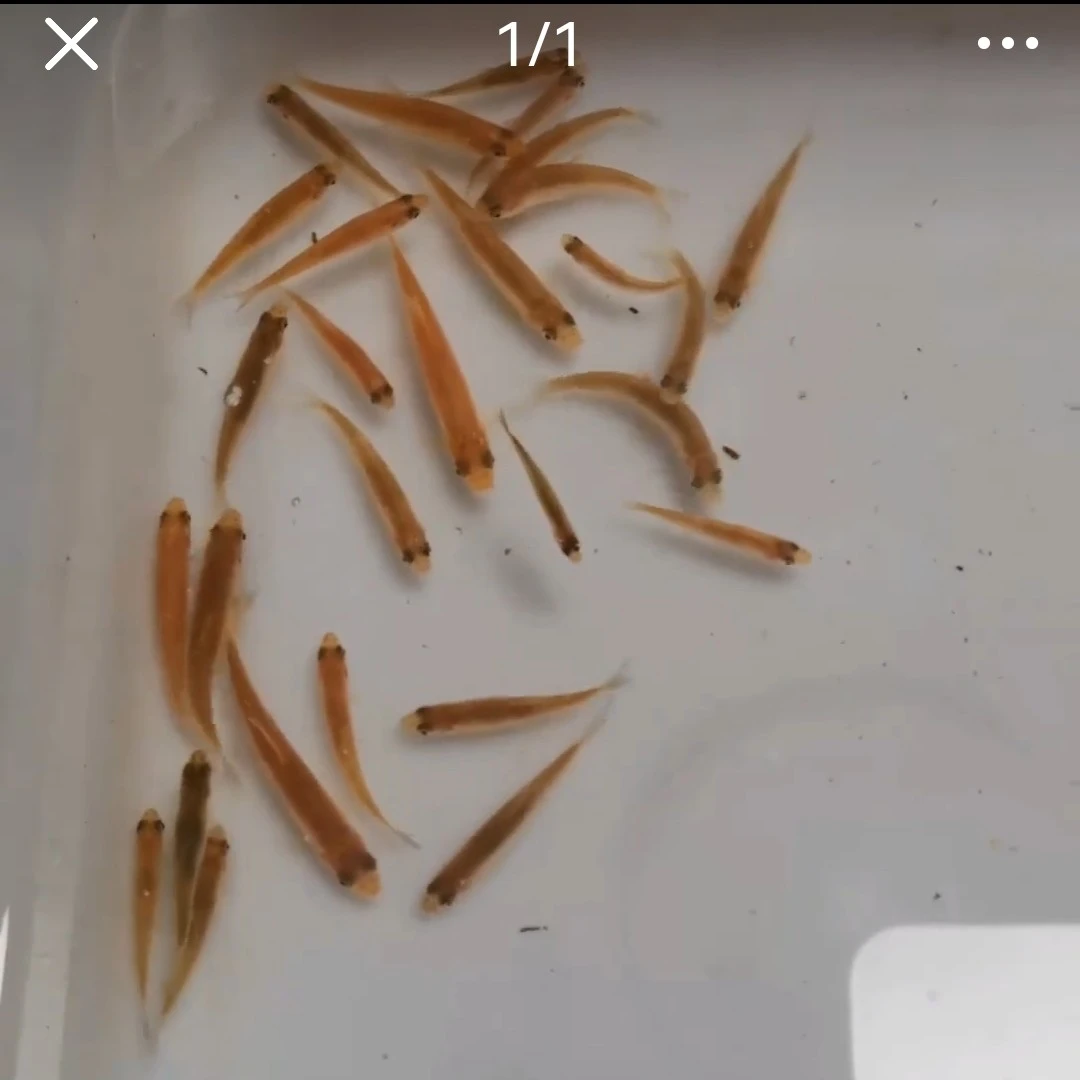 黄化麦穗鱼贵妃麦穗小鱼活鱼精品鱼观赏鱼