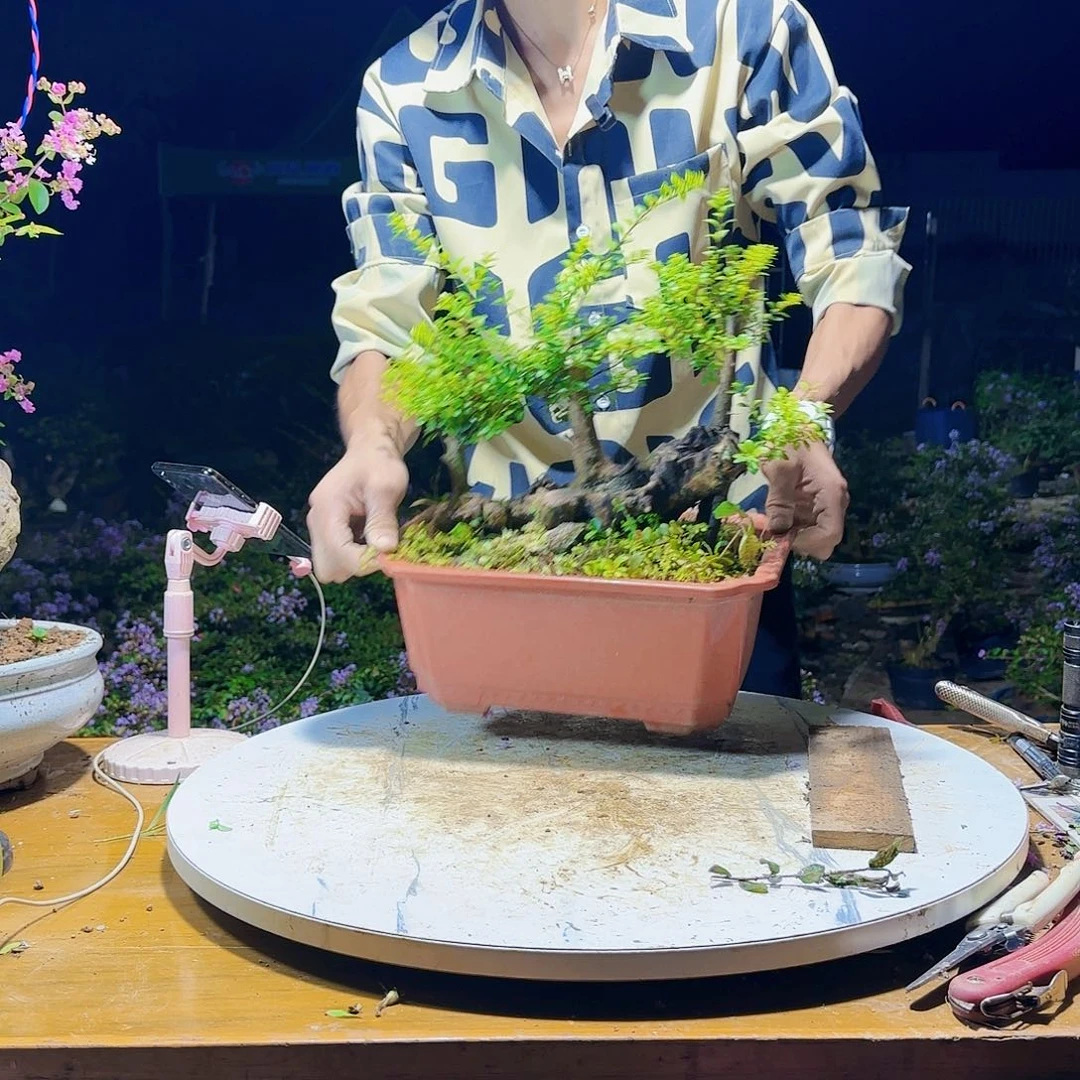 红陶20CM（含）-50CM（不含）啊*