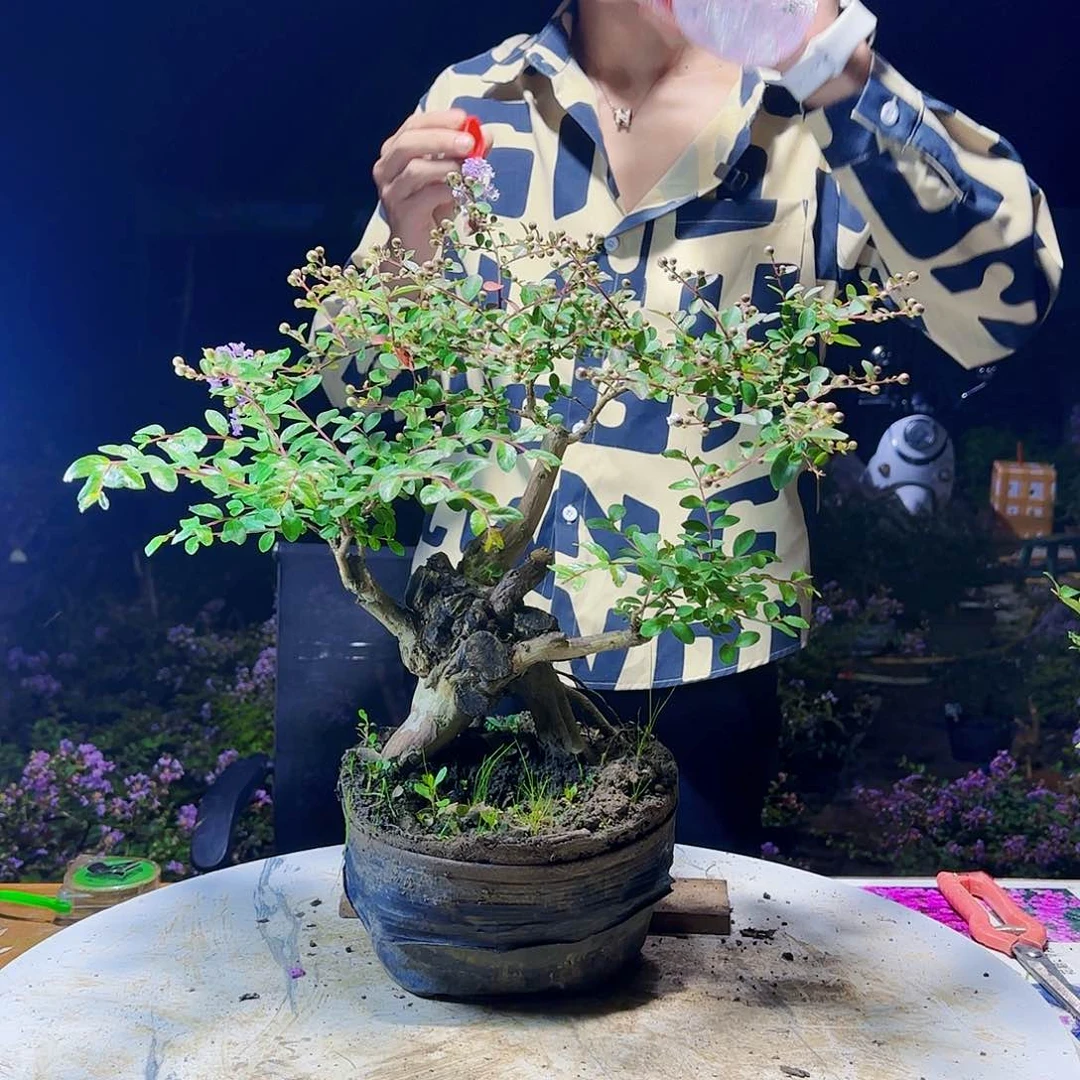 红陶20CM（含）-50CM（不含）阿*1