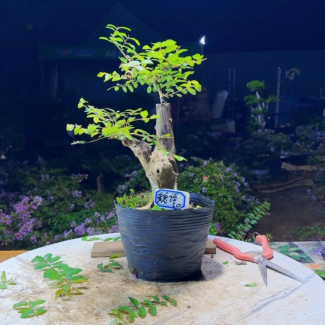 红陶20CM（含）-50CM（不含）