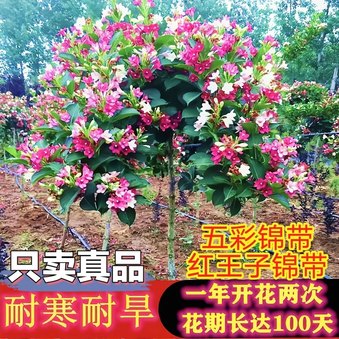五彩锦带花红王子锦带花卉耐寒耐热庭院阳台地栽盆栽红色景观种植