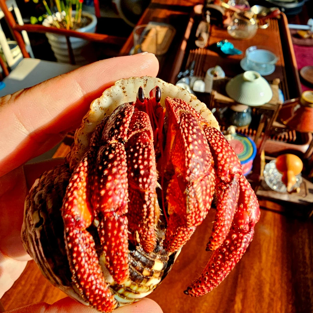 爬宠寄居蟹直播间拍补差 下播拍默认发盐