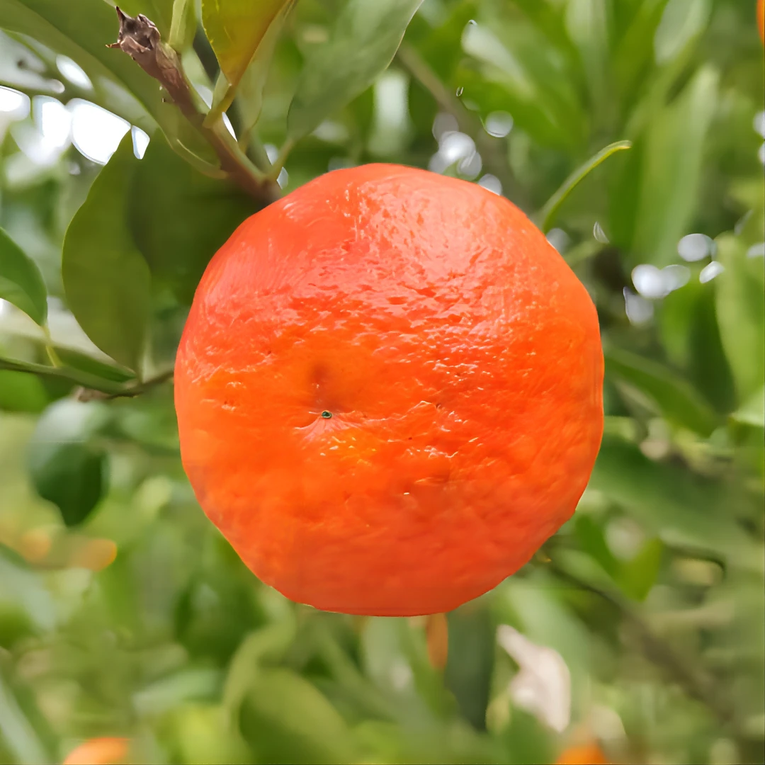 爱莎砂糖橘当季整箱10斤