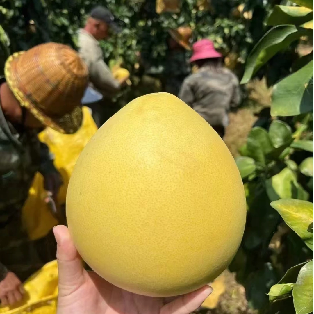 四川南充西充三红蜜柚