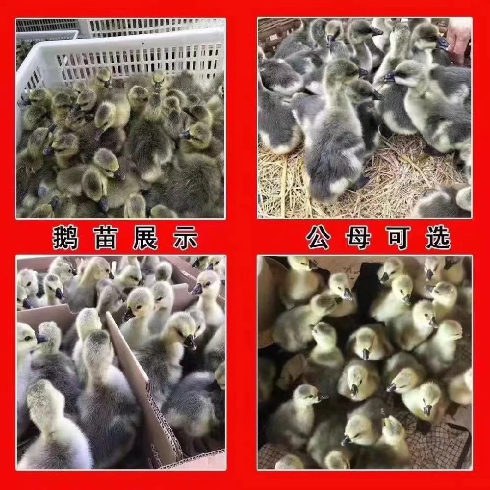 狮头鹅鹅苗3两左右