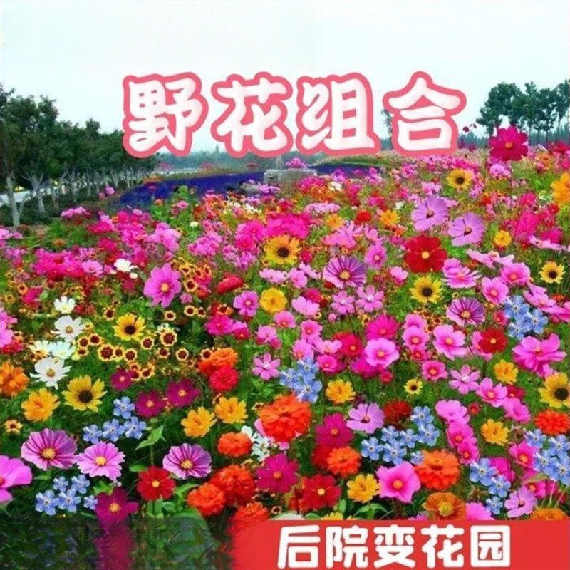 耐寒多年矮生野花组合波斯菊种子四季易种格桑花籽庭院室外百日草