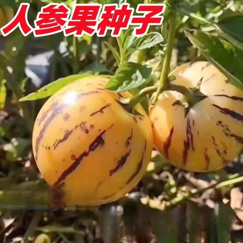 人参果稀有水果黄心播种农家盆栽庭院菜园蔬菜籽四季人参果籽