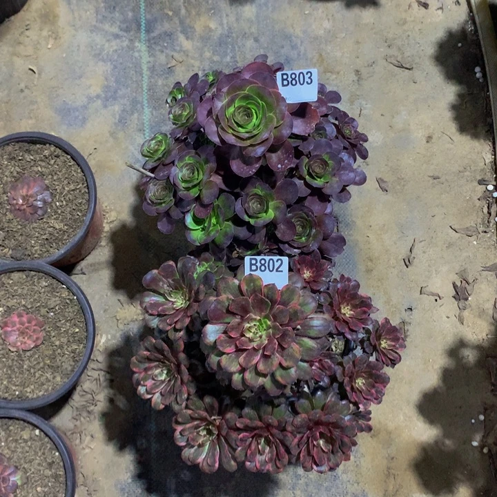 天****饰803 802000000000000