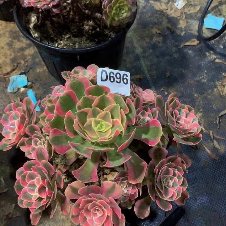 L**i妖月69600000000000