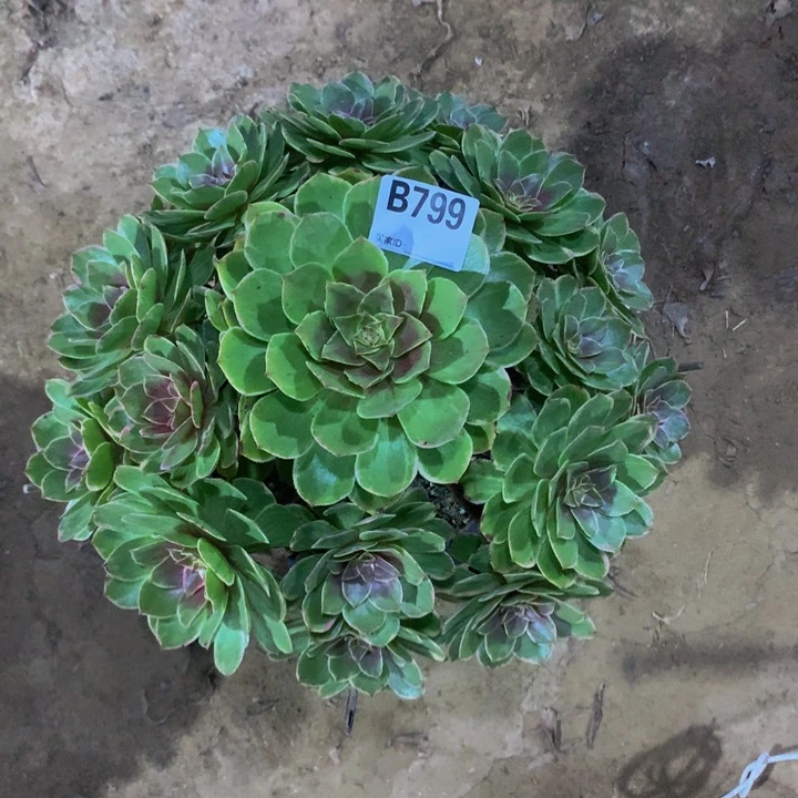 范****王莲花座7990000000000