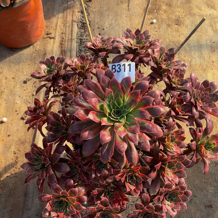 醉****店惊鸿311000000000000