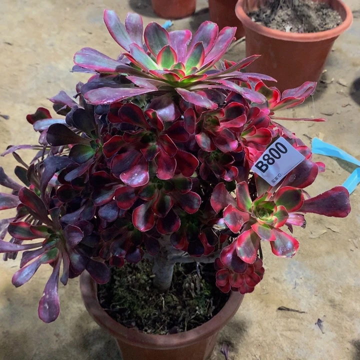 范****王香800000000000