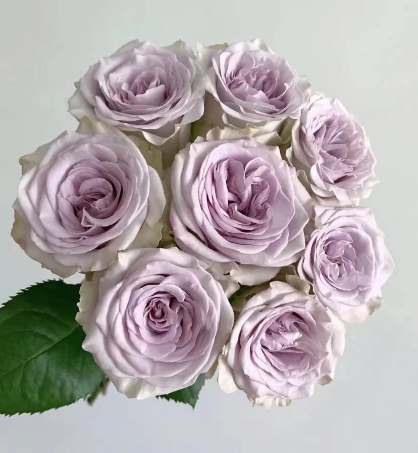 【海洋之心】高品质海洋之心奶芋紫色玫瑰|【0度以下清拍保温棉】