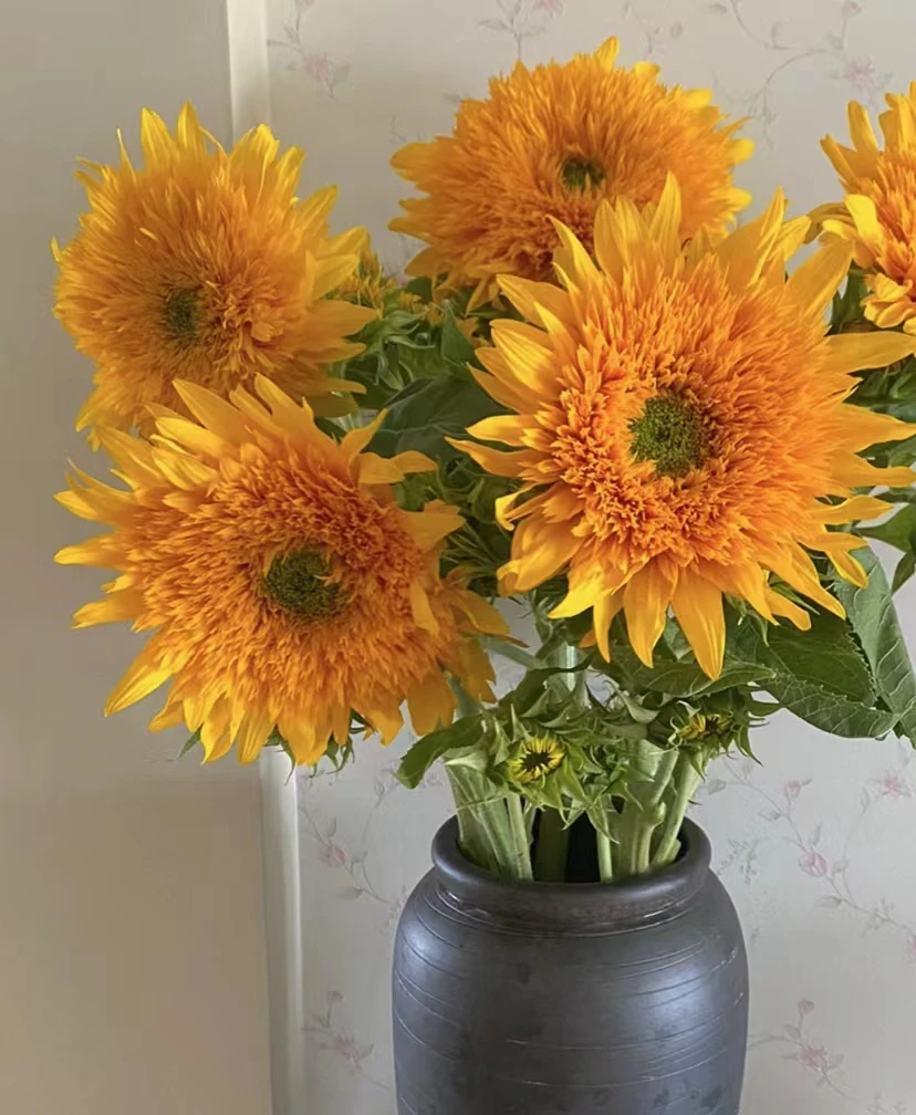 【泰迪向日葵3支】毛茸茸可爱高级泰迪向日葵