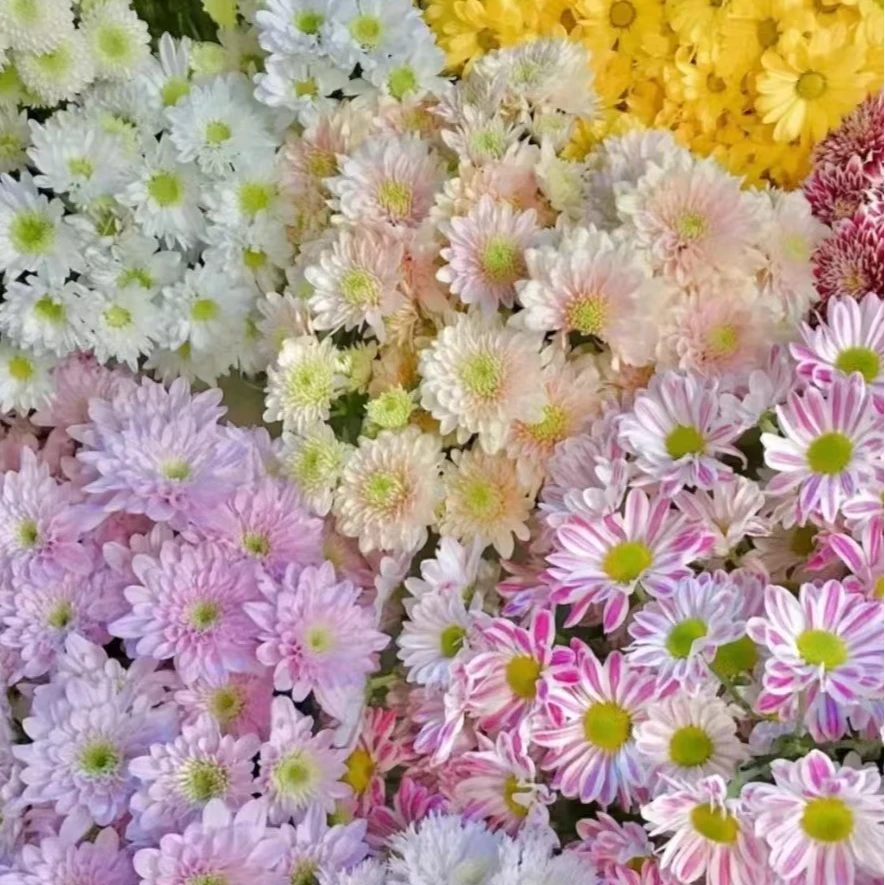 【10支混色小雏菊】 超长待机花期久|云南鲜花基地直发
