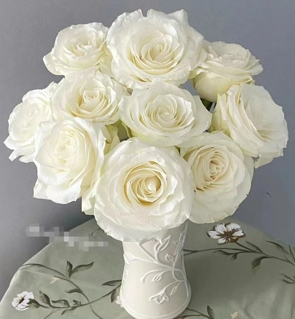 【骄傲】单头玫瑰  | 全场鲜花任意满2单及以上包邮