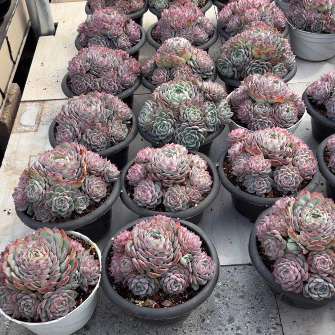 【闪购商品】侧影
