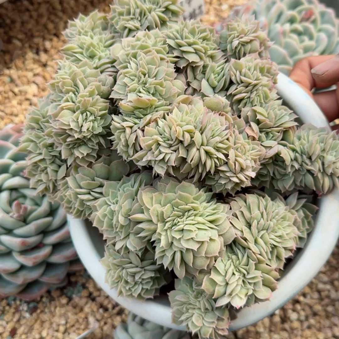 【闪购商品】昂缀化