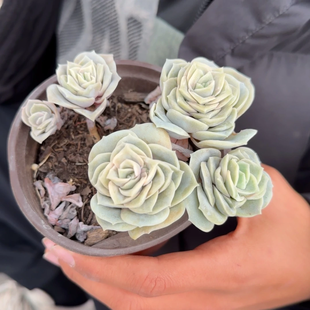 【闪购商品】可爱玫瑰群