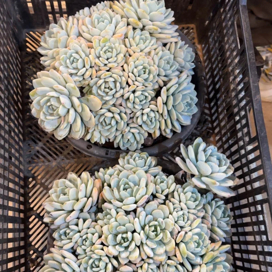 【闪购商品】冷香大大群