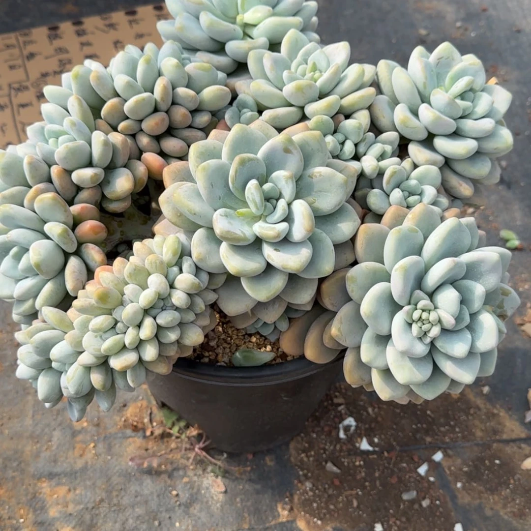 【闪购商品】泡***竹洛神缀化