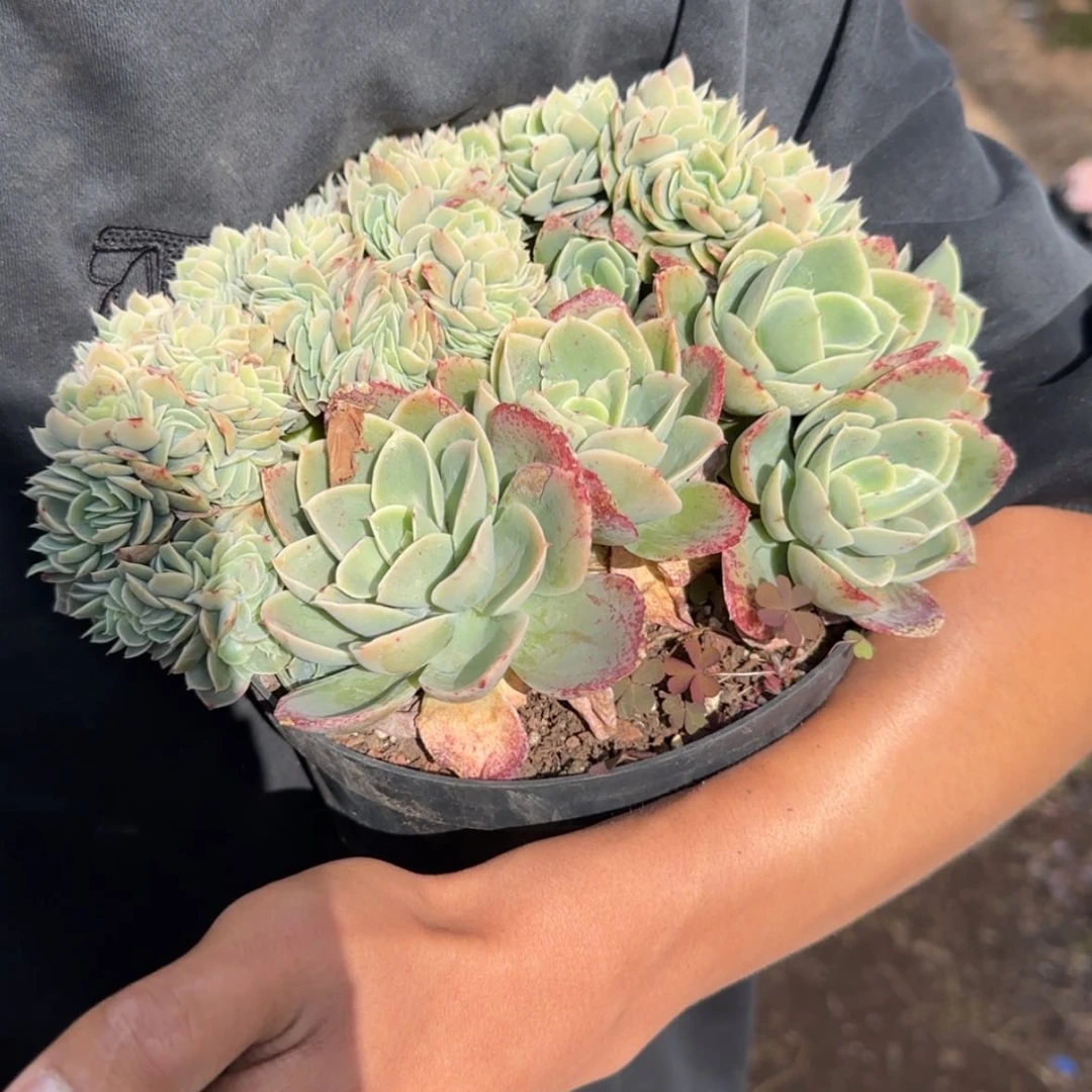 【闪购商品】彩**漠星娜塔缀