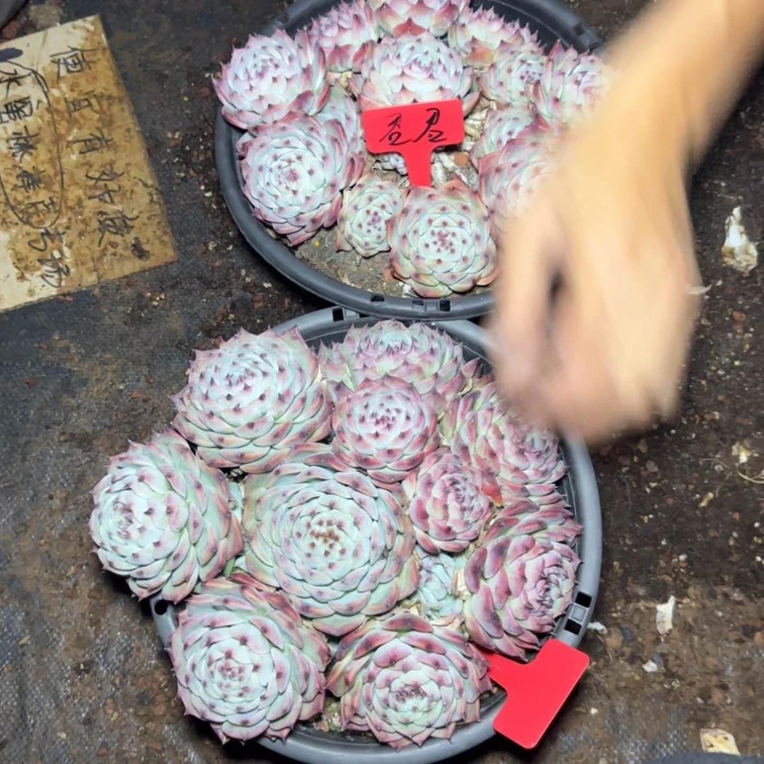 【闪购商品】?****君